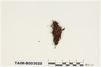 藏品(白齒苔科)的圖片